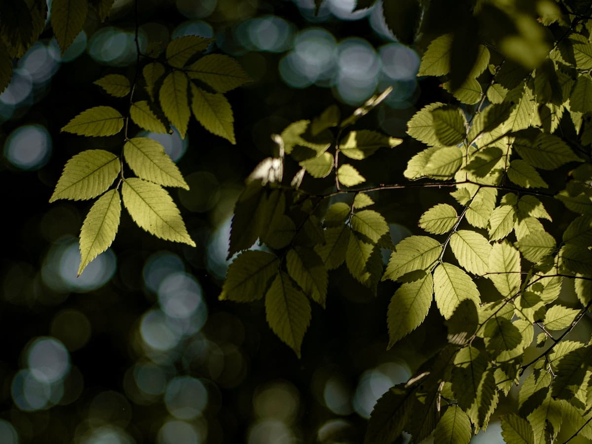 Sunlight filtering through leaves, representing natural renewal